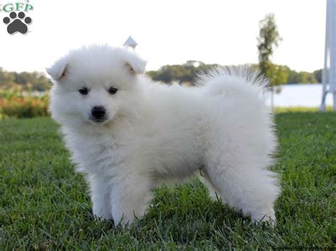 miniature american eskimo puppies for sale|american eskimo puppies for adoption.